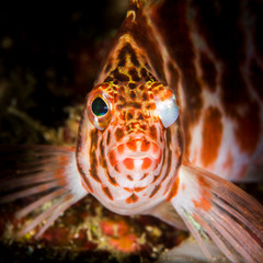 threadfin hawkfish on a coral reef