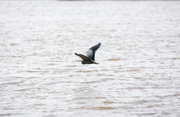 heron flying and searching for food
