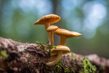 Beautiful Mushrooms on a tree in a forrest