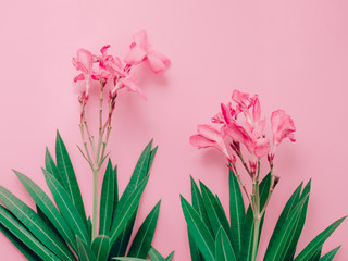 summer background concept with bouquet of pink oleander tropical flower arrange on pastel pink...