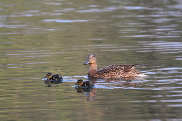 Enten 