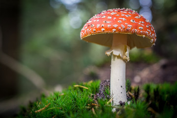 Beautiful Red Mushroom in a Forrest