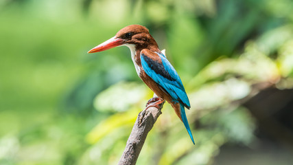 Bird (White-throated Kingfisher) in a nature wild