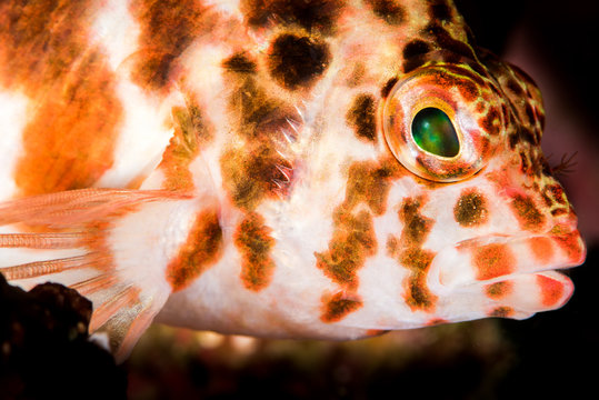 threadfin hawkfish on a coral reef