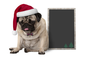 grumpy Christmas pug puppy dog with red santa hat sitting next to blank blackboard sign, isolated on white background