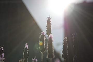 Lavender in the sunset in summer 