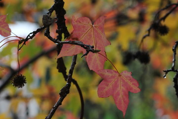 Bunte Blätter von einem Amberbaum