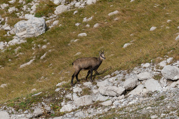 Gams im Gebirge