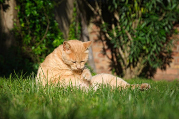Naklejka na ściany i meble Lovely orange cat sitting in the grass in summer 
