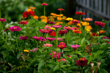 Beautiful colorful flowers in the garden
