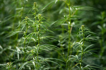 Cannabis closeup