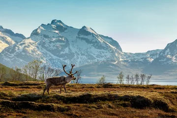 Foto auf Acrylglas Rentier Ein Rentier auf einem Hintergrund der Berge