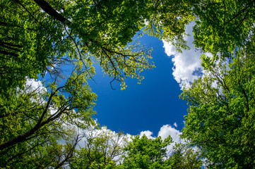The sky above summer forest through the trees