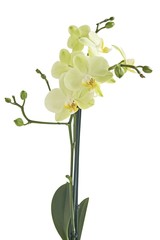 orchid with yellow flowers isolated