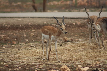 Rehe 