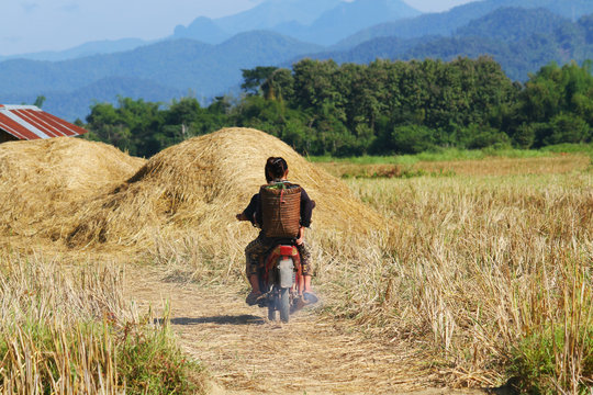 VANGVIENG, LAOS - December 05 2016, Farmers Driving a motorcycle in terraced rice field in rice season in Vangvieng, Laos.