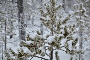 北欧 フィンランド イナリ郊外 コルピカルタノ 風景 冬 Northern Europe Finland Inari Korpikartano winter