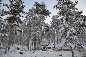 北欧 フィンランド イナリ郊外 トナカイファーム 冬 Northern Europe Finland Inari Raindeer Farm winter - 180438622