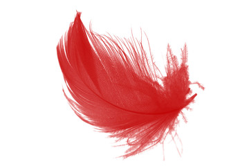 Beautiful red feather isolated on white background