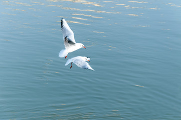 Couple of seagulls flying over the water looking for food with motion blur and film grain