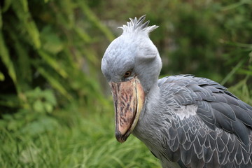 ハシビロコウ　集中