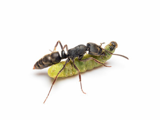 Extreme close-up image of Pachycondyla rufipes worker ant killing and transporting dead green worm on white background