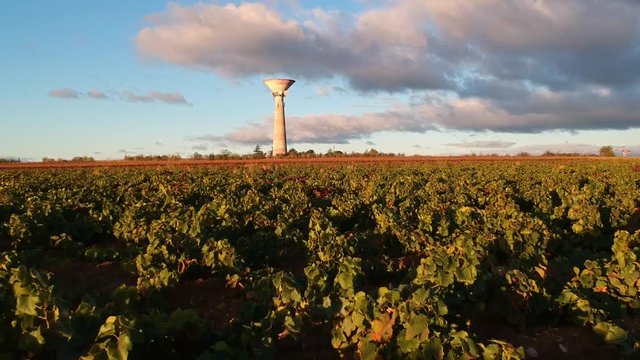 raz motte sur les vignes du sud de la France sous une lumi&egrave;re du matin