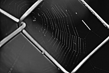 Spinnennetz Schwarz-Weiß