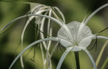 white spider lily on green background