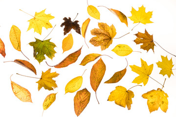 autumnal leaves on white background