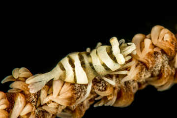 anker whip coral shrimp