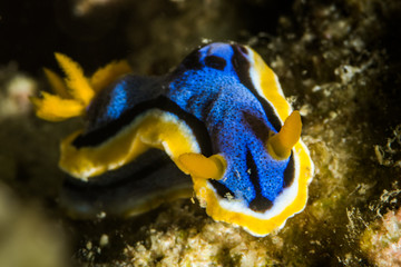 nudibranch chromodoris annae Bergh