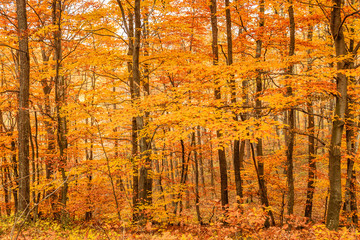 Autumn golden forest