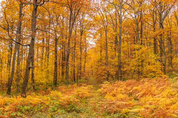 Colorful fall forest