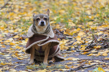 Dog in a raincoat while walking in an autumn park. Pets