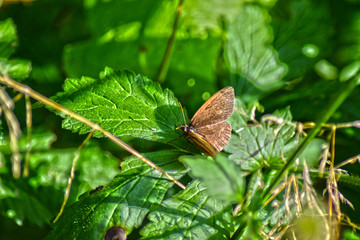Schmetterling in der Natur