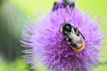 Hummel auf einer Blume