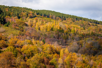 Fototapeta premium vue aérienne sur des forêts aux couleurs d'automne
