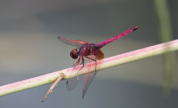 Trithemis aurora