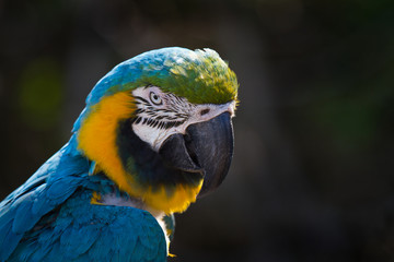 Colorful Tropical Bird