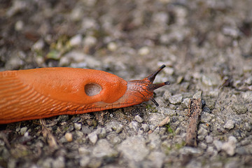 Nacktschnecke im Wald