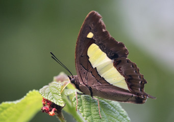 Obraz premium Common Nawab Butterfly