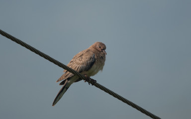 Fototapeta premium Laughing Dove