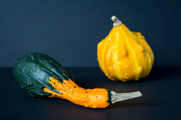 Small, yellow, warty ornamental pumpkin with green and orange bottle gourd gourd on black background