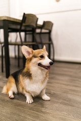 The welsh corgi in animal cafe. Small, cute dog