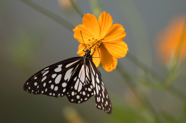 Obraz premium Butterfly on Cosmos Flower