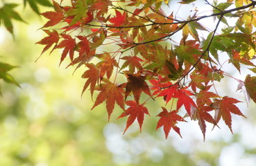 紅葉