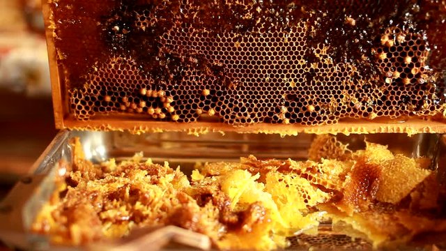 Close up of human hand extracting honey from yellow honeycomb. Beekeeper cuts wax off from honeycomb frame with special knife.