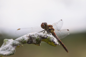 Gefleckte Heidelibelle - Sympetrum flaveolum