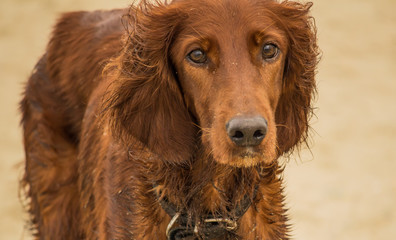 Red irish setter, dog for a hunting